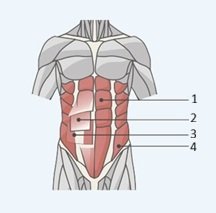 Músculos abdominais, abdômen, músculos